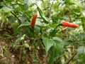 chili plants thrive in the garden