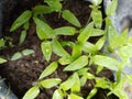 chili seeds in the nursery