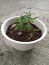 chili seeds in small pots