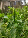 a chili tree that is bearing fruit Royalty Free Stock Photo