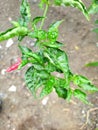 chili tree is bearing fruit Royalty Free Stock Photo