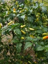 chili tree that is bearing fruit towards harvest Royalty Free Stock Photo