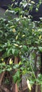 Chili tree bearing fruit in the yard Royalty Free Stock Photo