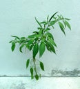 Chili tree born on cement wall