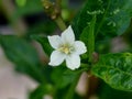 chili tree flowers Royalty Free Stock Photo