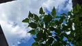 Chili tree from low angle