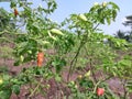 Chili plants that are ready to harvest