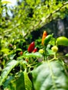 Chili trees that have produced harvests, various colors of chilies, red, orange, green, greenish chili leaves