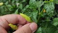 chili vegetables growing in the garden behind the house