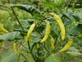 Chili vegetables that are not ready for harvest