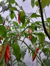 chili yields from own garden Royalty Free Stock Photo