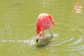 Chilian flamingo on pond nature background. Royalty Free Stock Photo