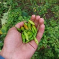 Chilies are picked in the garden