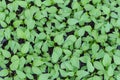 Chilis plant in nursery house