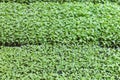 Chilis plant in nursery house