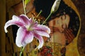 Chill Out Oriental Lily with Background