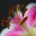 Chill Out Oriental Lily Close Up