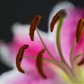 Chill Out Oriental Lily Close Up