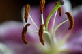 Chill Out Oriental Lily Close Up