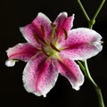 Chill Out Oriental Lily