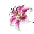 Chill Out Oriental Lily