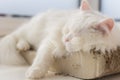 Chilled out cat taking a nap on his favourite spot by the window