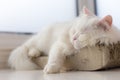 Chilled out cat taking a nap on his favourite spot by the window