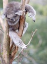 Chilled out Koala bear