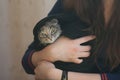 Chilled pitiable street cat being kept by female hands. Pet care and compassion concept