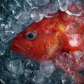 Chilled red fish on ice a refreshing seafood delight for your culinary creations Royalty Free Stock Photo