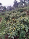 Chilli cayene pepper farm farming Royalty Free Stock Photo