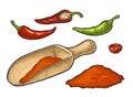 Chilli. Chilli whole, half and slice. Vector vintage engraved