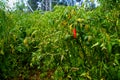 Chilli farm, chilli garden, green chilli plant,