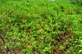 Chilli field forming in tamilnadu