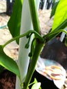 Chilli flower buds extraordinarily