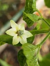 A flower of chilli in the garden