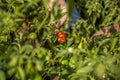 Chilli hand cultive farmer Royalty Free Stock Photo