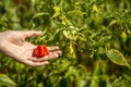 Chilli hand cultive farmer Royalty Free Stock Photo