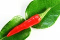 Chilli and Kaffir lime leaves Royalty Free Stock Photo
