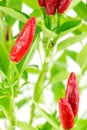 Chilli Look at the Sky Royalty Free Stock Photo