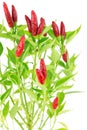Chilli Look at the Sky Royalty Free Stock Photo
