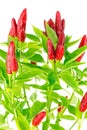 Chilli Look at the Sky Royalty Free Stock Photo