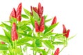 Chilli Look at the Sky Royalty Free Stock Photo
