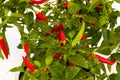 Chilli pepper bush Royalty Free Stock Photo