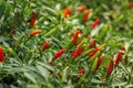 Chilli Pepper tree at garden in Thailand Royalty Free Stock Photo