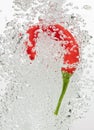 Chilli pepper falling in water with air bubbles Royalty Free Stock Photo