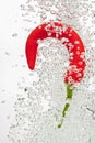 Chilli pepper falling in water on white Royalty Free Stock Photo