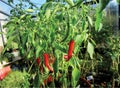 Chilli pepper garden concept, organic chillies vegetable planting in farm countryside, red and green fruit peppers on stem for Royalty Free Stock Photo