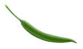 Chilli pepper isolated on a white background Royalty Free Stock Photo