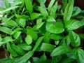 Chili seedlings in pot in windowsill Royalty Free Stock Photo